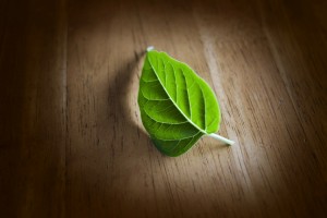 leaf